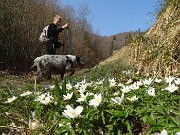 15 Anemone silvestre - Anemoides nemorosa